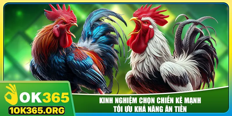 Kinh nghiệm chọn chiến kê mạnh, tối ưu khả năng ăn tiền
