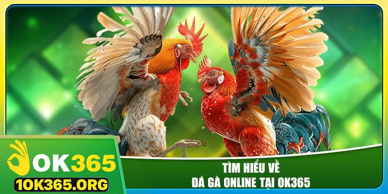 Tìm hiểu về đá gà online tại ok365